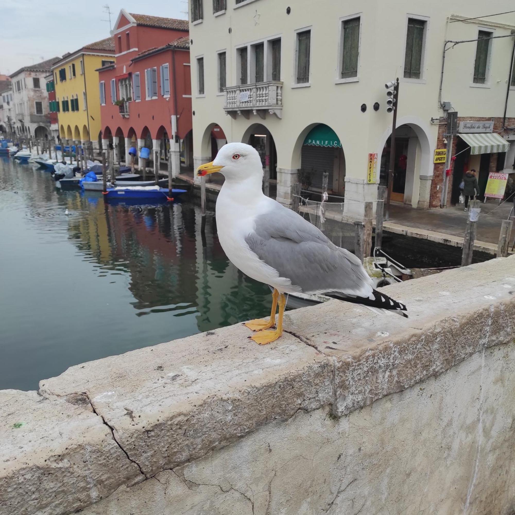 Ca' Dell'Angelo Bed and Breakfast Chioggia Buitenkant foto